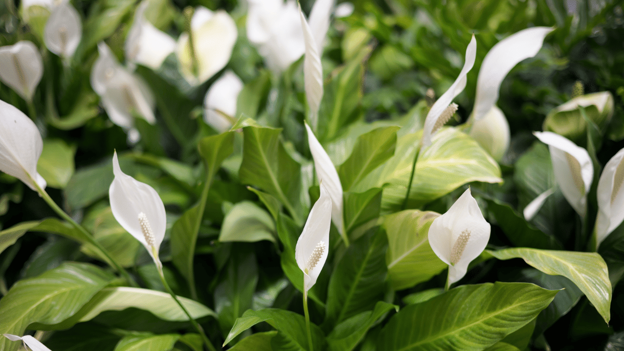 അതുപോലെ ചെടിച്ചട്ടിയിൽ വെള്ളം വാർന്നുപോകാൻ ആവശ്യത്തിന് ദ്വാരങ്ങൾ ഉണ്ടായിരിക്കണം. ഡ്രെയിനേജ് ശരിയല്ലെങ്കിൽ വെള്ളം തങ്ങിനിൽക്കുകയും ഇത് വേരുകളുടെ വളർച്ചയെ തടയുകയും ചെടി നശിപ്പിക്കുകയും ചെയ്യും.
