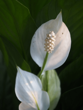 പീസ് ലില്ലി വളർത്തുമ്പോൾ ഈ അബദ്ധങ്ങൾ ചെയ്യല്ലേ