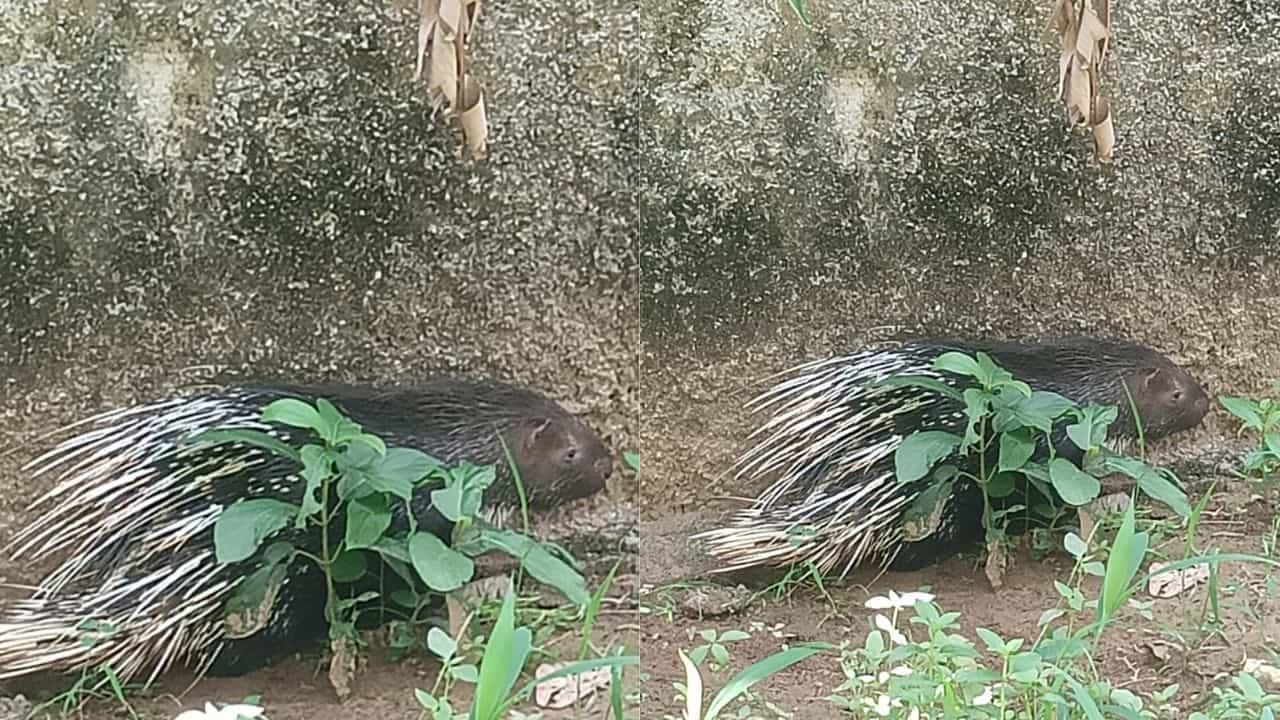 ആദ്യം കാട്ടുപന്നി പിന്നെ കാട്ടുപോത്ത് ദേ ഇപ്പോ മുള്ളൻപന്നിയും! മാവേലിക്കരക്കാർക്ക് ഒരു സമാധാനമില്ല