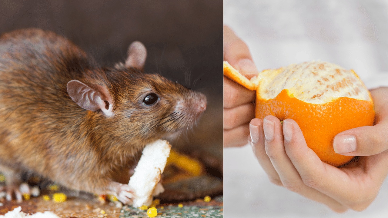 Orange Peel: ഓറഞ്ച് തൊലി കളയേണ്ട, അടുക്കളയിലെ എലിയെ തുരത്താം