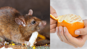 Orange Peel: ഓറഞ്ച് തൊലി കളയേണ്ട, അടുക്കളയിലെ എലിയെ തുരത്താം...