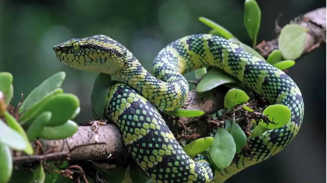 Snake safety tips: ഇനി ചൂട് കൂടും, പേടിക്കേണ്ടത് പാമ്പുകളെ... ഇത് ഇണചേരൽ കാലം, ഇക്കാര്യങ്ങൾ ശ്രദ്ധിക്കുക