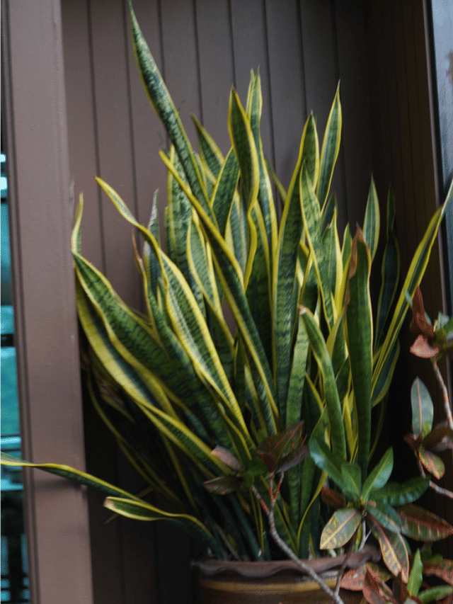 സ്നേക്ക് പ്ലാന്റ് വളർത്തിയാൽ പാമ്പ് വരുമോ?