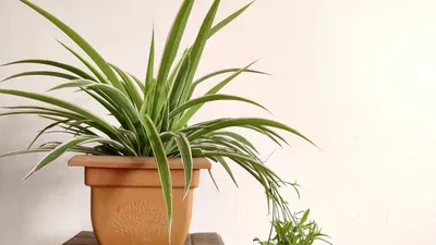 അടുക്കളയിൽ ചെടികൾ വെക്കുമ്പോൾ നേരിട്ട് ഗ്യാസ് സ്റ്റൗവിനോ ഓവനോ അടുത്ത് വെക്കാതിരിക്കാൻ ശ്രദ്ധിക്കണം. ചെടികൾക്ക് ആവശ്യമായ വായുസഞ്ചാരവും മിതമായ വെളിച്ചവും ലഭിക്കുന്നുണ്ടെന്ന് ഉറപ്പുവരുത്തുക. ആഴ്ചയിലൊരിക്കൽ ഇലകളിലെ പൊടി തുടച്ചുനീക്കുന്നത് ചെടികൾ ആരോഗ്യത്തോടെ വളരാൻ സഹായിക്കും.