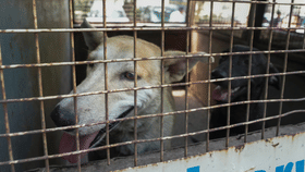 Stray Dog Attack: തൃശൂരിൽ വയോധികയെ നായ കടിച്ചുകൊന്നു, പോസ്റ്റ്മോർട്ടം ഇന്ന്