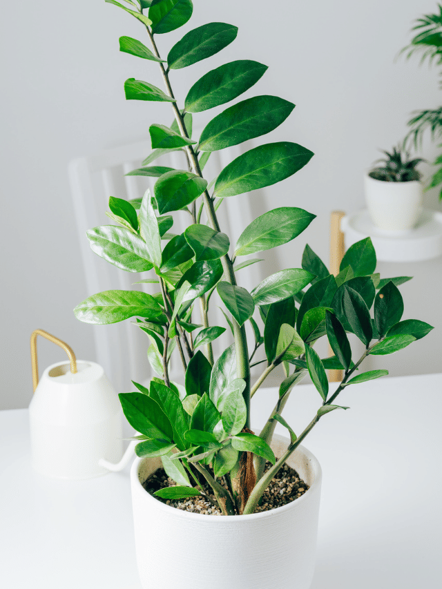 സിസി പ്ലാന്‍റ് വായു ശുദ്ധീകരിക്കുമോ? അറിയേണ്ടതെല്ലാം