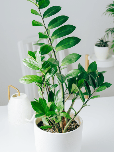 സിസി പ്ലാന്‍റ് വായു ശുദ്ധീകരിക്കുമോ? അറിയേണ്ടതെല്ലാം