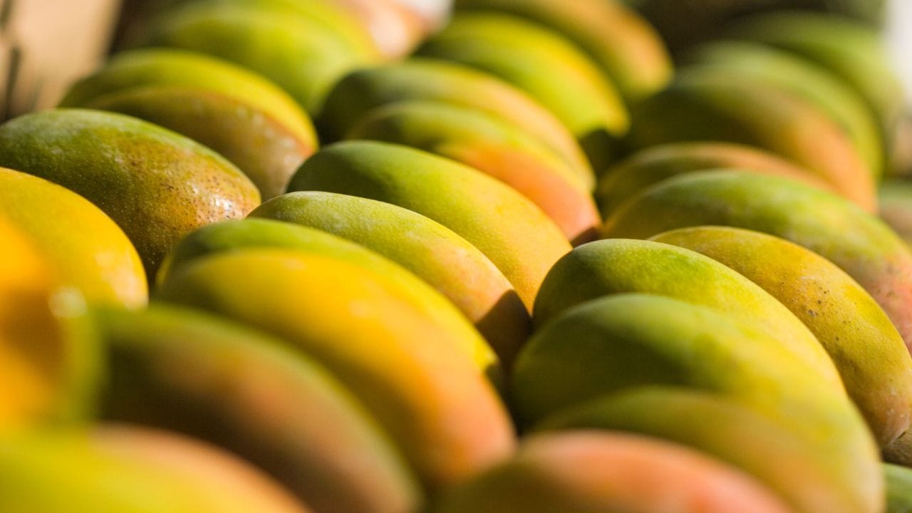 വേനൽക്കാലം എത്തിയതോടെ വിപണികളിൽ മാമ്പഴങ്ങൾ സജീവമായിക്കഴിഞ്ഞു. എന്നാൽ, കാണാൻ ഭംഗിയുള്ള എല്ലാ മാമ്പഴങ്ങളും കഴിക്കാൻ സുരക്ഷിതമാണെന്ന് കരുതരുത്. പലയിടങ്ങളിലും അമിത ലാഭത്തിനായി രാസവസ്തുക്കൾ ഉപയോഗിച്ച് പഴുപ്പിച്ച മാമ്പഴങ്ങൾ ഓർഗാനിക് എന്ന വ്യാജേന വിൽക്കപ്പെടുന്നുണ്ട്. ഇത്തരം മാമ്പഴങ്ങൾ തിരിച്ചറിയാൻ ഹൈദരാബാദ് പോലീസ് കമ്മീഷണർ വി.സി. സജ്ജനാർ ഉൾപ്പെടെയുള്ളവർ മുന്നറിയിപ്പ് നൽകുന്നു.