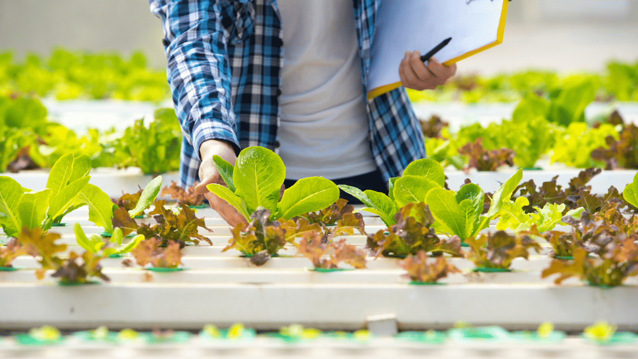 Aquaponics Farming: മണ്ണ് വേണ്ട, ഇങ്ങനെ കൃഷി ചെയ്താൽ ഒന്നല്ല, മൂന്ന് ​ഗുണം!