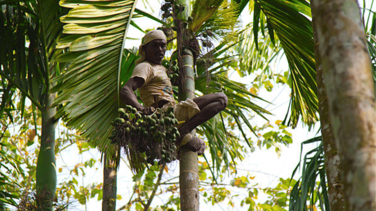 അതേസമയം പുതിയ അടയ്ക്കൊപ്പം പഴയ അടയ്ക്കയുടെ വിലയും കൂടിയിട്ടുണ്ട്. പഴയ അടയ്ക്കയുടെ വില 545ൽ നിന്ന് 555 രൂപയായും വർധിച്ചു. ഗുണനിലവാരം കുറഞ്ഞ പട്ടോറയ്ക്കു 410 രൂപയും കോക്ക പട്ടോറയ്ക്ക് 345 രൂപയുമായി.

