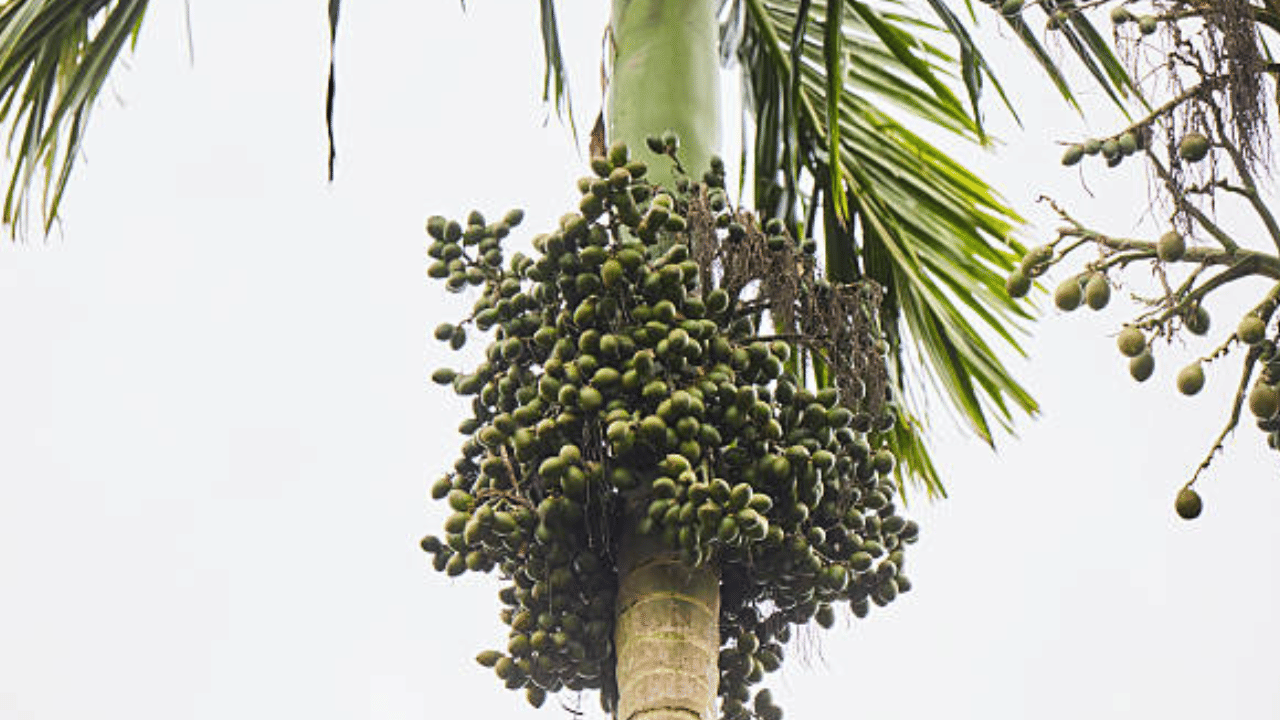 ഇലപ്പുള്ളി, മഹാളി തുടങ്ങിയ രോ​ഗങ്ങളാൽ ഉൽപാദനം കുറയുന്നതിനിടെയാണ് അടയ്ക്കയുടെ വില കൂടിയത്. കഴിഞ്ഞ ആഴ്ച പുതിയ അടയ്ക്കയുടെ വില 490 രൂപയായിരുന്നു. എന്നാൽ പിന്നീട് കുറഞ്ഞു. അവിടെനിന്ന് പടിപടിയായാണ് ഈ മുന്നേറ്റം.
