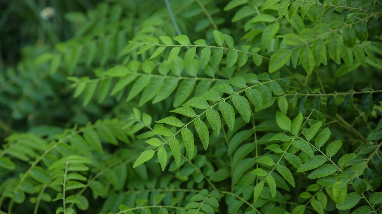 കെമിക്കൽ അടങ്ങിയ ഹെയർ ഡൈകൾ ഉപയോഗിക്കുന്നത് മുടിയുടെ ആരോഗ്യം കൂടുതൽ കുഴപ്പത്തിലാക്കുകയാണ് ചെയ്യുന്നത്. എന്നാൽ കറിവേപ്പില പോലുള്ള പ്രകൃതിദത്ത മാർ​ഗങ്ങൽ മുടിക്കും നമ്മുടെ തലയോട്ടിക്കും കൂടുതൽ ആരോ​ഗ്യകരമാകുന്നു. മുടിയുടെ പിഗ്മെൻ്റേഷൻ നിലനിർത്താൻ സഹായിക്കുന്ന വൈറ്റമിൻ ബി, ആൻ്റിഓക്‌സിഡൻ്റുകൾ എന്നിവ കറിവേപ്പിലയിൽ ധാരാളമായിട്ട് അടങ്ങിയിട്ടുണ്ട്.
