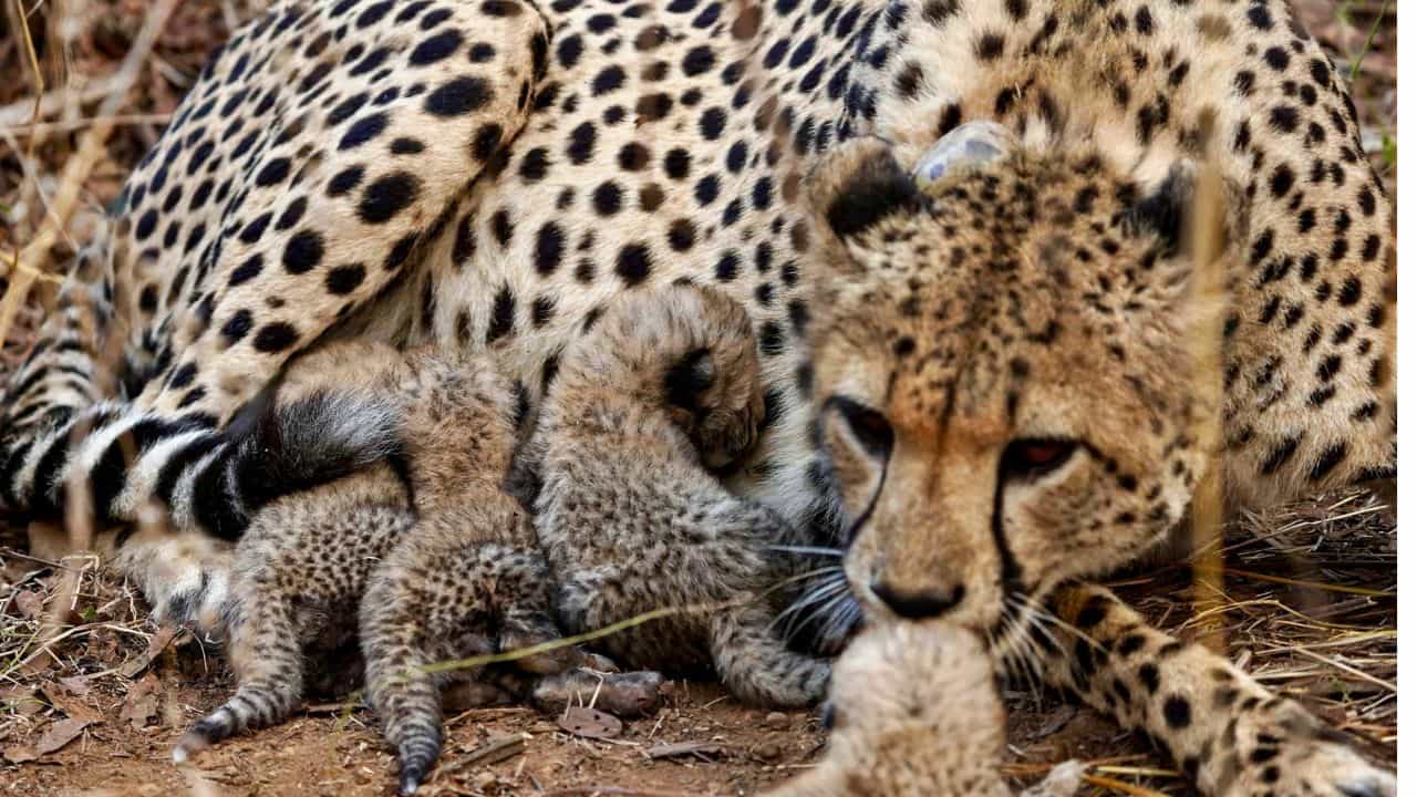 Cheetah Birth In Kuno: ഗാമിനി ചീറ്റ അമ്മയായി; കുനോയിൽ നാല് കുരുന്നു ജീവനുകൾ കൂടി