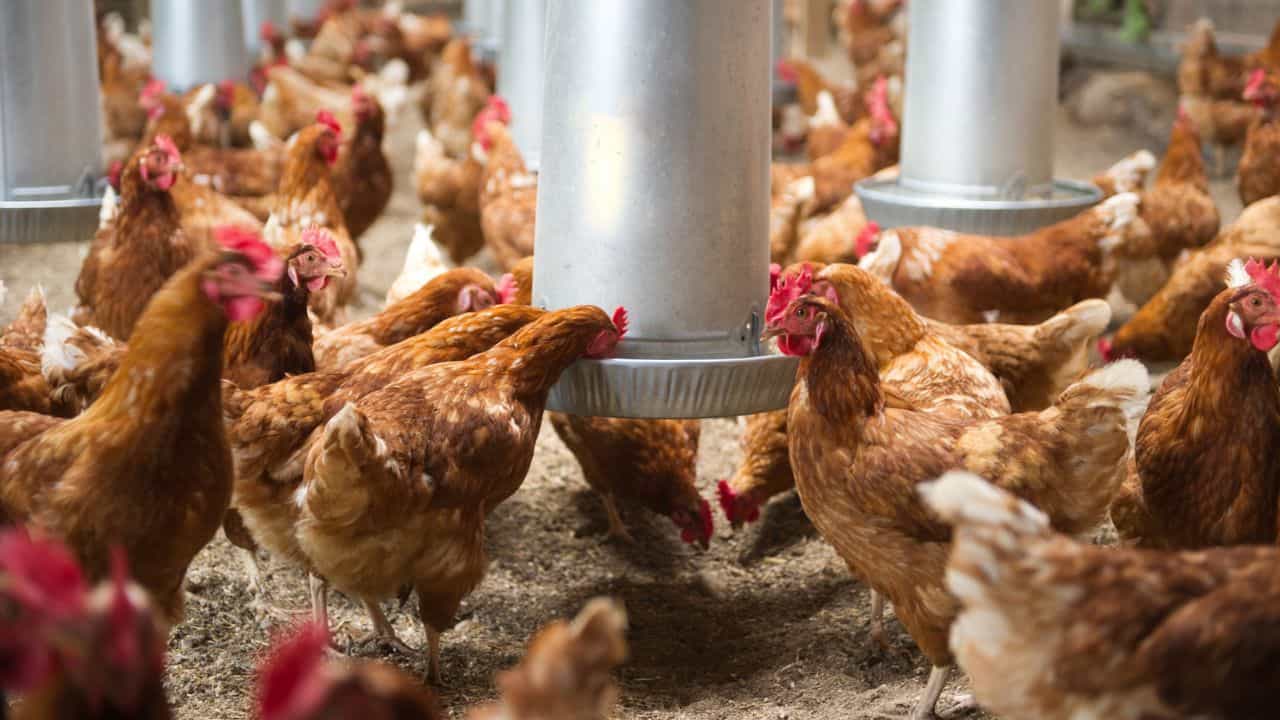 Chicken Price: കോഴിയിറച്ചി കൂട്ടിയൊരു പിടിപിടിക്കാം; വില പിന്നെയും താഴോട്ടോ?