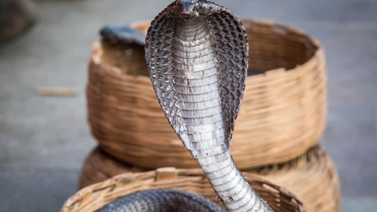 Cobra Bite Death: തിരുവനന്തപുരത്ത് മൂർഖന്റെ കടിയേറ്റ് എട്ടുവയസ്സുകാരന് ദാരുണാന്ത്യം