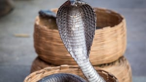 Cobra Bite Death: തിരുവനന്തപുരത്ത് മൂർഖന്റെ കടിയേറ്റ് എട്ടുവയസ്സുകാരന് ദാരുണാന്ത്യം