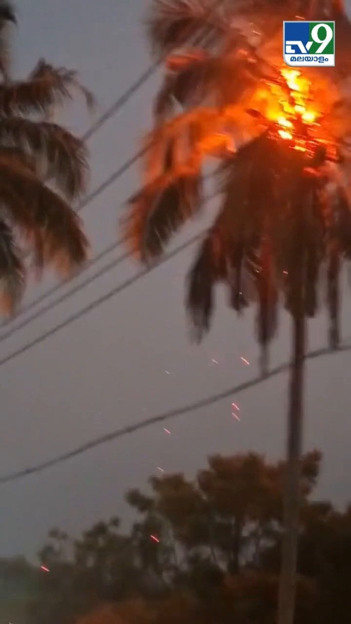 ഗുണ്ട് പൊട്ടി തെങ്ങിൻ്റെ മണ്ടയ്ക്ക് തീപിടിച്ചു