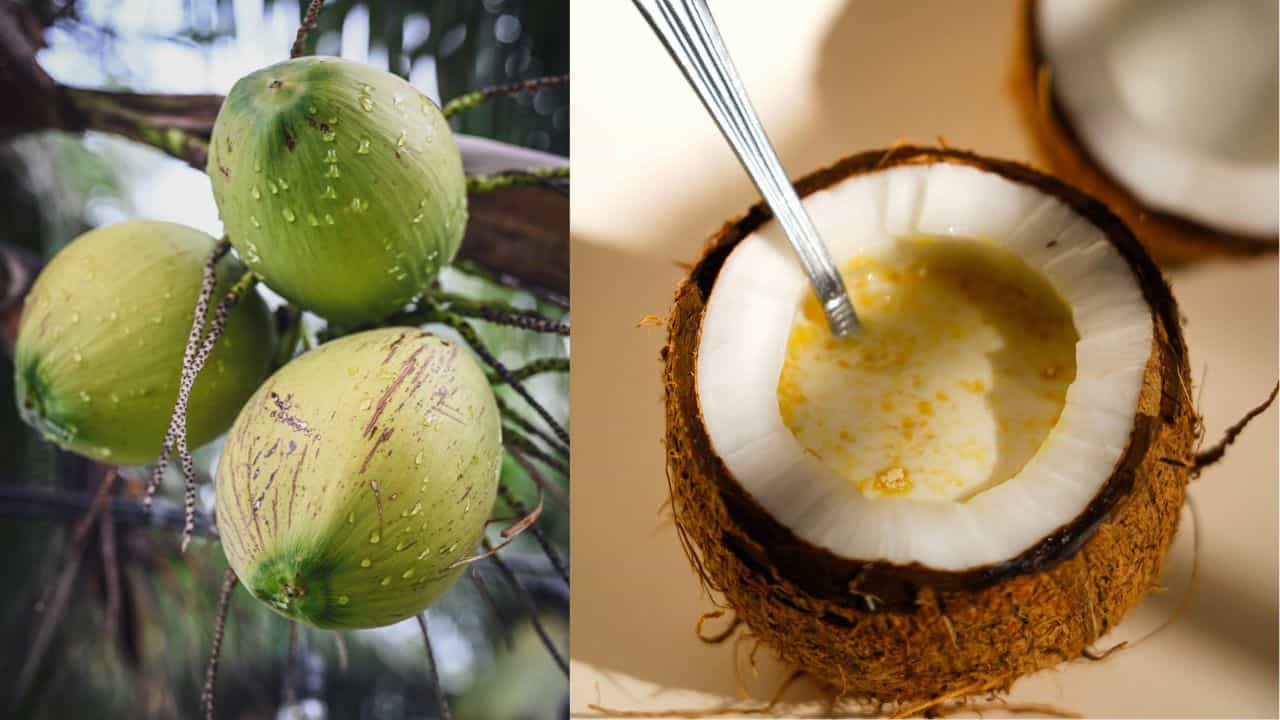 Kerala drink Thengappani: രാവിലെ ചായയ്ക്കും കാപ്പിക്കും മുൻപേ മലയാളി ശീലിച്ച ആ പഴയ തേങ്ങാപ്പാനിയെപ്പറ്റി കേട്ടിട്ടുണ്ടോ?