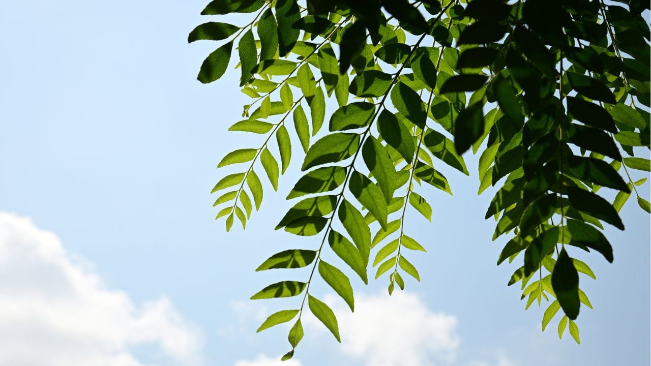 കറിവേപ്പില എണ്ണ: ആദ്യം നല്ല വെളിച്ചെണ്ണ എടുക്കുക. ആ ഒരു പാത്രം വെളിച്ചെണ്ണയിൽ ഒരു പിടി കറിവേപ്പില ഇട്ട് നന്നായി തിളപ്പിക്കുക. ഇലകൾ ഏകദേശം കറുത്ത നിറമാകുമ്പോൾ തീ ഓഫ് ചെയ്യാം. അപ്പോഴേക്കും എണ്ണയ്ക്ക് ഒരു പച്ച നിറം വന്നിട്ടുണ്ടാകും.  ഈ എണ്ണ തണുത്ത ശേഷം അരിച്ചെടുത്ത് ആഴ്ചയിൽ രണ്ടോ മൂന്നോ തവണ തലയോട്ടിയിൽ തേയ്ക്കുക. ഇത് മുടിക്ക് കറുപ്പ് നിറം നൽകി മുടി വളരാൻ സഹായിക്കുന്നു.
