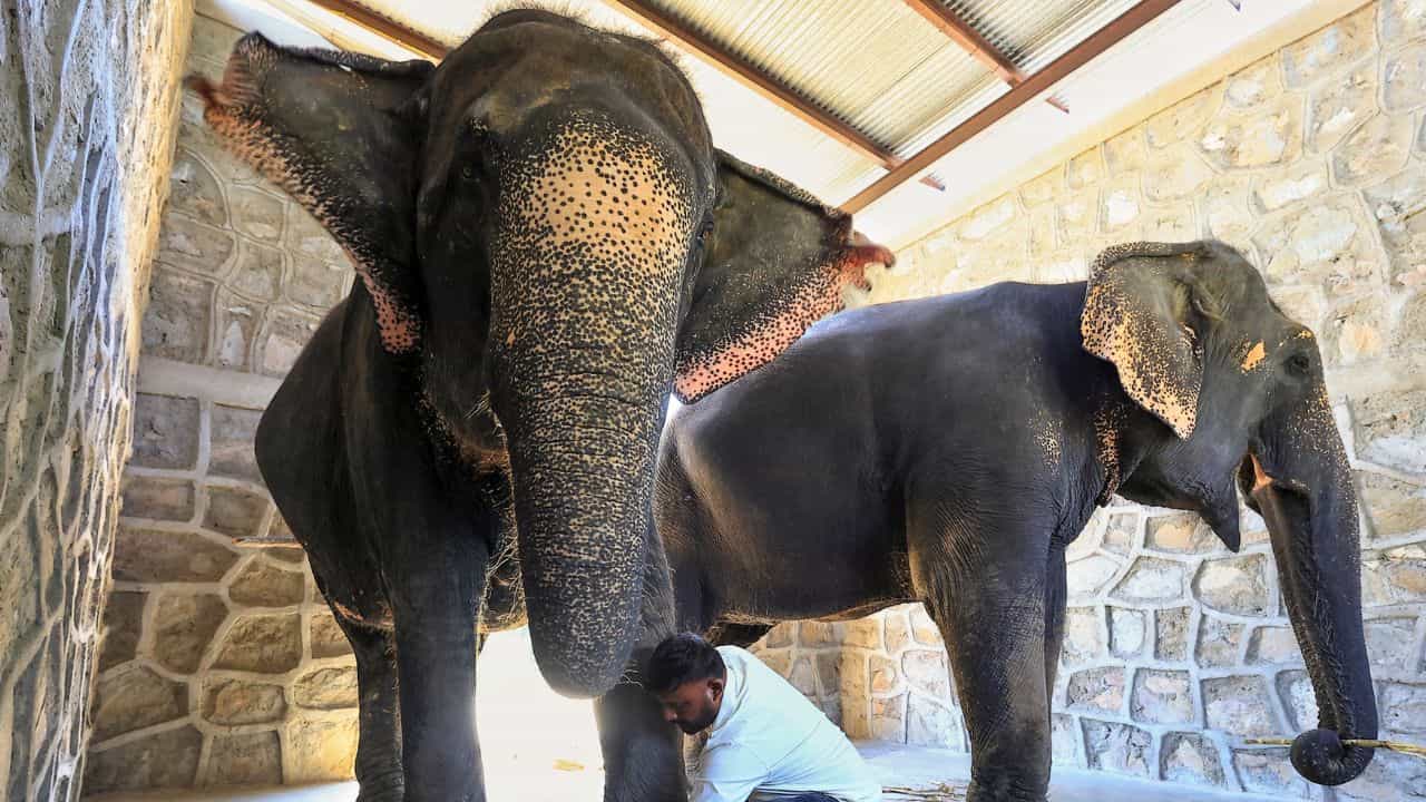 Baby elephant Death: അമ്മയാന ഉപേക്ഷിച്ച ആനക്കുട്ടി ചരിഞ്ഞു, വില്ലനായത് കടുത്ത ചൂടും രോഗബാധയും