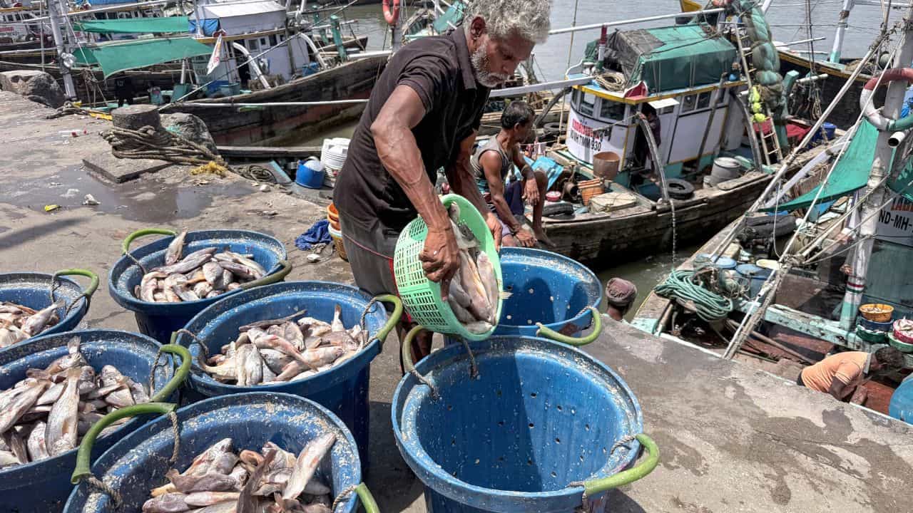 Marine Toxin In Fish: ചൂടുകൂടുമ്പോൾ മീൻ കഴിച്ചു വിഷബാധ ഉണ്ടായാൽ സൂക്ഷിക്കുക... മത്സ്യങ്ങളിൽ മറൈൻ ടോക്സിൻ ഉണ്ടാകാം