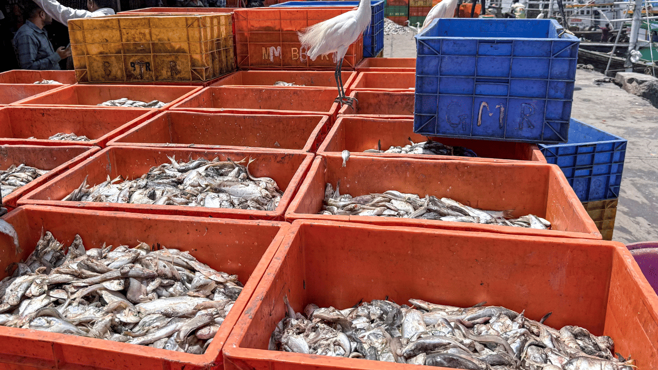 Fish Price Hike: ചൂട് പണി തന്നു, മത്തി ഉൾപ്പെടെയുള്ള മീനുകളുടെ വില കുതിക്കുന്നു