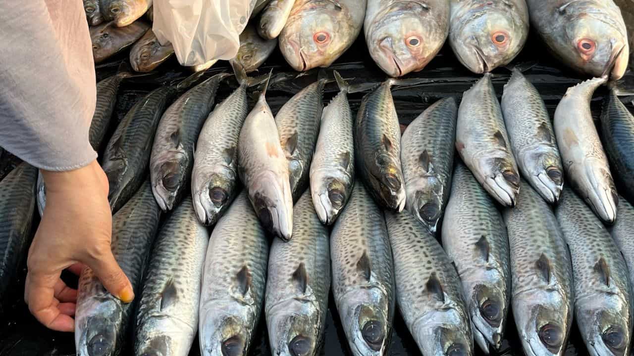 Kerala Fish Shortage: ഇനി അയലയും മത്തിയും കഴിക്കാൻ കൊതിക്കുമോ? കേരളത്തിൽ മത്സ്യലഭ്യത കുറഞ്ഞു