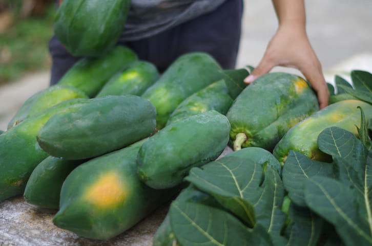 ശരീരഭാരം കുറയ്ക്കുന്നതിൽ മാത്രം ശ്രദ്ധ കേന്ദ്രീകരിക്കുന്നവരാണെങ്കിൽ പച്ച പപ്പായ തിരഞ്ഞെടുക്കുന്നതാണ് ഏറ്റവും നല്ലത്. എന്നാൽ ലഘുഭക്ഷണമായി പഴുത്ത പപ്പായയും ധൈര്യമായി കഴിക്കാം. ഏതൊരു ഭക്ഷണവും അമിതമായാൽ ഗുണത്തേക്കാളേറെ ദോഷം ചെയ്യുമെന്ന് ഓർക്കണം. അതിനാൽ ദിവസവും ഒരു ചെറിയ കപ്പ് പപ്പായ കഴിക്കുന്നതാണ് നല്ലത്. 
