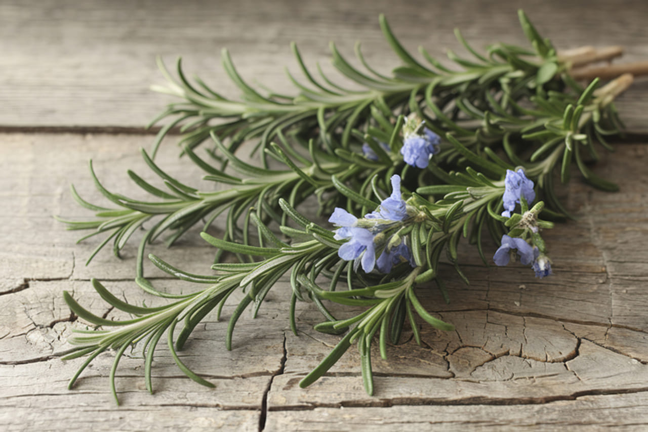 മുടി വളരാനും അവയുടെ പരിചരണത്തിനുമായി പലരും വിലകൂടിയ ഉല്പന്നങ്ങളും ട്രീറ്റ്മെൻ്റുകളും സ്വീകരിക്കാറുണ്ട്. എന്നാൽ നമ്മൾ വീട്ടിൽ തന്നെ വേണ്ട രീതിയിൽ പരിചരിച്ചാൽ മുടി തഴച്ചുവളരുകയും ചെയ്യും. പലരും ഉപയോ​ഗിക്കുന്ന വീട്ടുവൈദ്യങ്ങളിൽ അടുത്തിടെയായി പ്രചാരത്തിലുള്ള ഒന്നാണ് റോസ്മേരി. മുടി തഴച്ചു വളരാൻ റോസ്‌മേരി വെള്ളവും ഓയിലും എല്ലാം നാം ഉപയോ​ഗിക്കാറുണ്ട്. (Image Credits: Getty Images)
