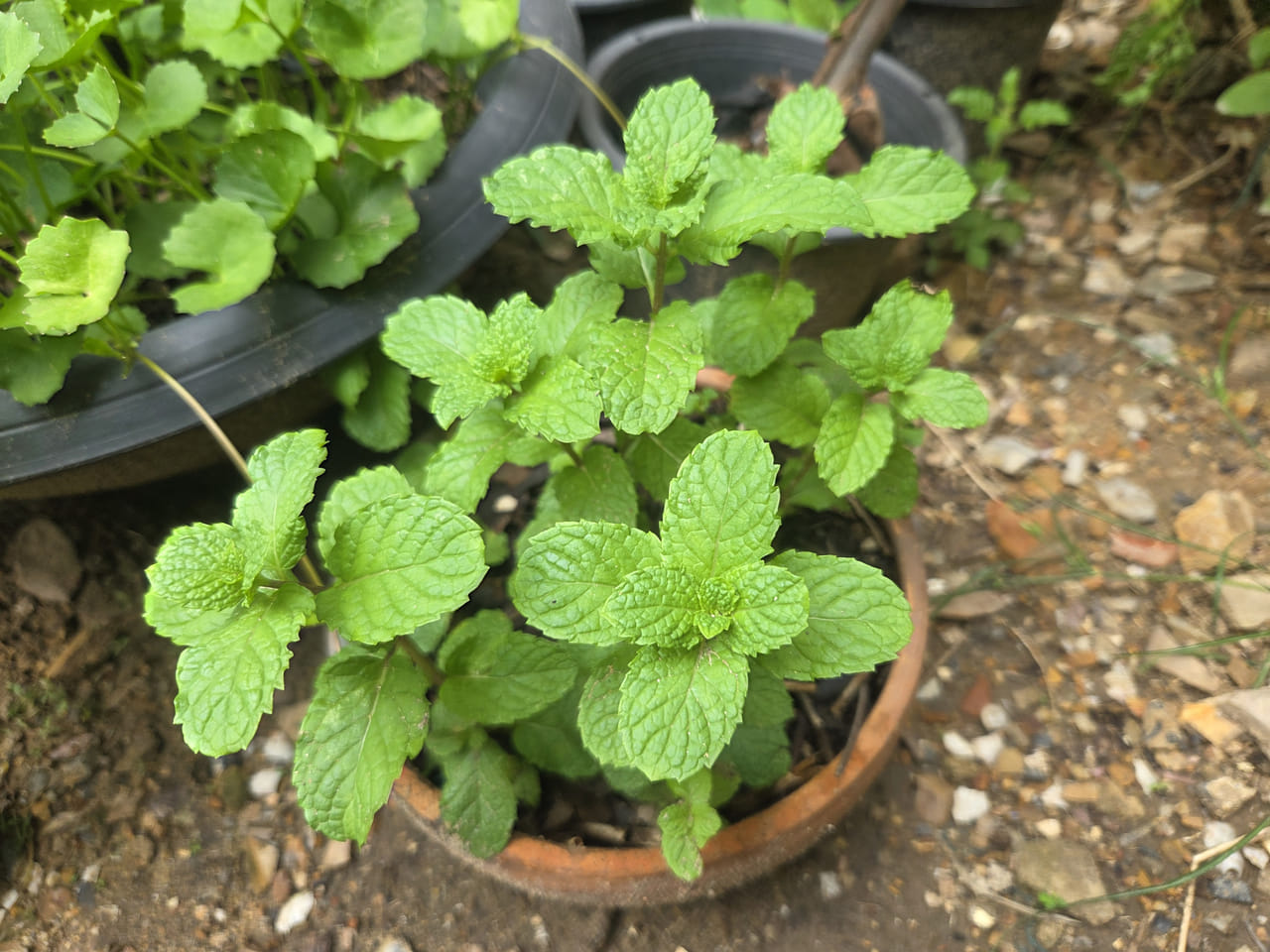 കൊടുംചൂടിലൂടിനെ അതിജീവിച്ചാണ് നമ്മൾ ഓരോരുത്തരും കടന്നുപോകുന്നത്. ഈ സാഹചര്യത്തിൽ ശരീരം തണുപ്പിക്കാൻ ഫ്രിഡ്ജിലെ വെള്ളത്തേക്കാൾ ഫലപ്രദമായി മറ്റ് നിരവധി മാർ​ഗങ്ങൾ വേറെയുണ്ട്. അതിലൊന്നാണ് നമ്മുടെ വീട്ടുമുറ്റത്തെ പുതിനയില. വെറുമൊരു മണത്തിന് വേണ്ടി മാത്രമല്ല, ആരോഗ്യപരമായ ഒട്ടേറെ ​ഗുണങ്ങളും പുതിനയിലയ്ക്കുണ്ട്. (IMAGE CREDITS: GETTY IMAGES)
