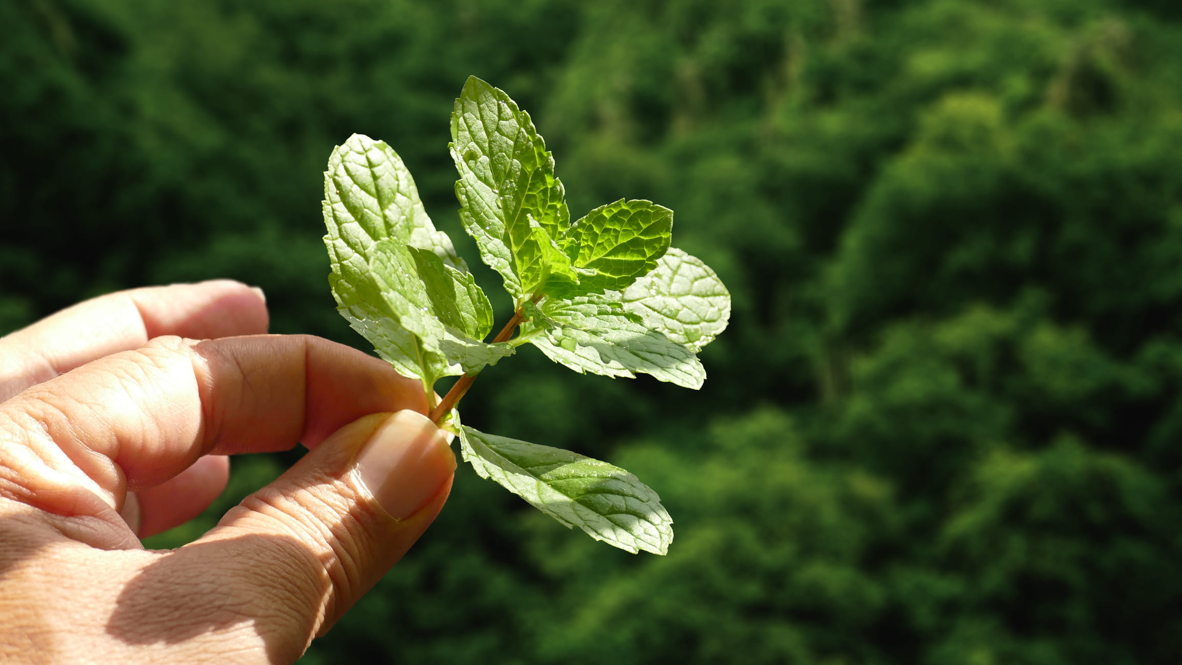 പുതിനയില ഇട്ട വെള്ളം കുടിക്കുന്നത് ശരീരത്തിലെ ലവണാംശം നിലനിർത്താൻ സഹായിക്കും. വെറും വെള്ളം കുടിക്കാൻ മടിയുള്ളവർക്ക് പുതിനയില ഇട്ട വെള്ളം കുടിക്കുന്നത് നല്ലതാണ്. കാരണം ഇതിൻ്റെ രുചി വെള്ളം കുടിക്കാൻ പ്രേരിപ്പിക്കും. അമിതമായ ചൂട് കാരണം ചർമ്മത്തിലുണ്ടാകുന്ന കുരുക്കൾ, ചൊറിച്ചിൽ എന്നിവ മാറ്റാനും പുതിനയില നല്ലതാണ്. 
