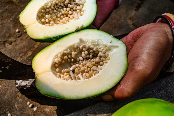 ആദ്യം നമ്മൾ മനസ്സിലാക്കേണ്ടത് രണ്ട് പപ്പായയിലും വ്യത്യസ്തമായ ഗുണങ്ങളാണുള്ളത്. ഇതിലേതാണ് ശരീരഭാരം കുറയ്ക്കാൻ മികച്ചതെന്ന് നമുക്ക് വിശദമായി പരിശോധിക്കാം. തടി കുറയ്ക്കാനുള്ള പലരുടെയും നെട്ടോട്ടത്തിൽ പച്ച പപ്പായയാണ് എപ്പോഴും നല്ലത്. കാരണം പച്ച പപ്പായയിൽ ധാരാളമായി പപ്പൈൻ എന്ന എൻസൈം അടങ്ങിയിട്ടുണ്ട്. ഈ എൻസൈം ശരീരത്തിലെ പ്രോട്ടീനുകളെയും കൊഴുപ്പിനെയും വേഗത്തിൽ വിഘടിപ്പിക്കാൻ സഹായിക്കുന്നു. 
