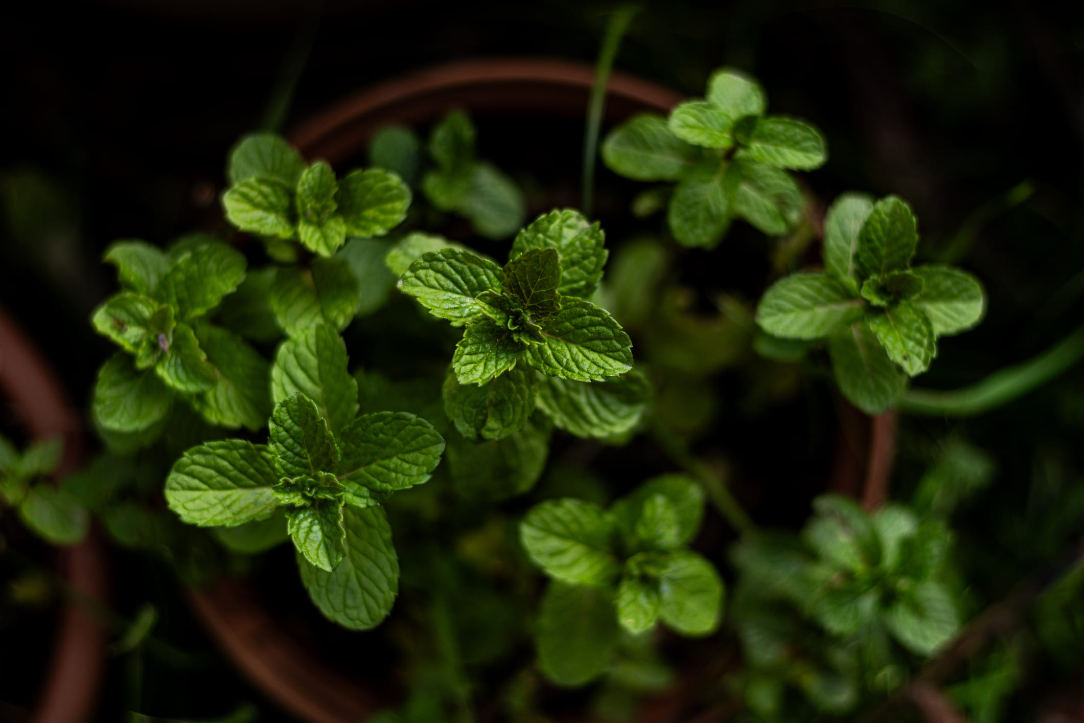 കൂടാതെ പുതിനയില കഴിക്കുന്നത് രക്തം ശുദ്ധീകരിക്കാനും ചർമ്മത്തിന് തിളക്കം നൽകാനും സഹായിക്കുന്നു. തിളപ്പിച്ചാറ്റിയ വെള്ളത്തിൽ പുതിനയിലയും നാരങ്ങാനീരും അല്പം ഉപ്പും ചേർത്ത് കുടിക്കുന്നത് വളരെ നല്ലതാണ്. ചായ കുടിക്കുന്ന ശീലമുള്ളവർക്ക് അത് തിളപ്പിക്കുമ്പോൾ രണ്ടോ മൂന്നോ പുതിനയില കൂടി ചേർത്താൽ നല്ലതാണ്. 