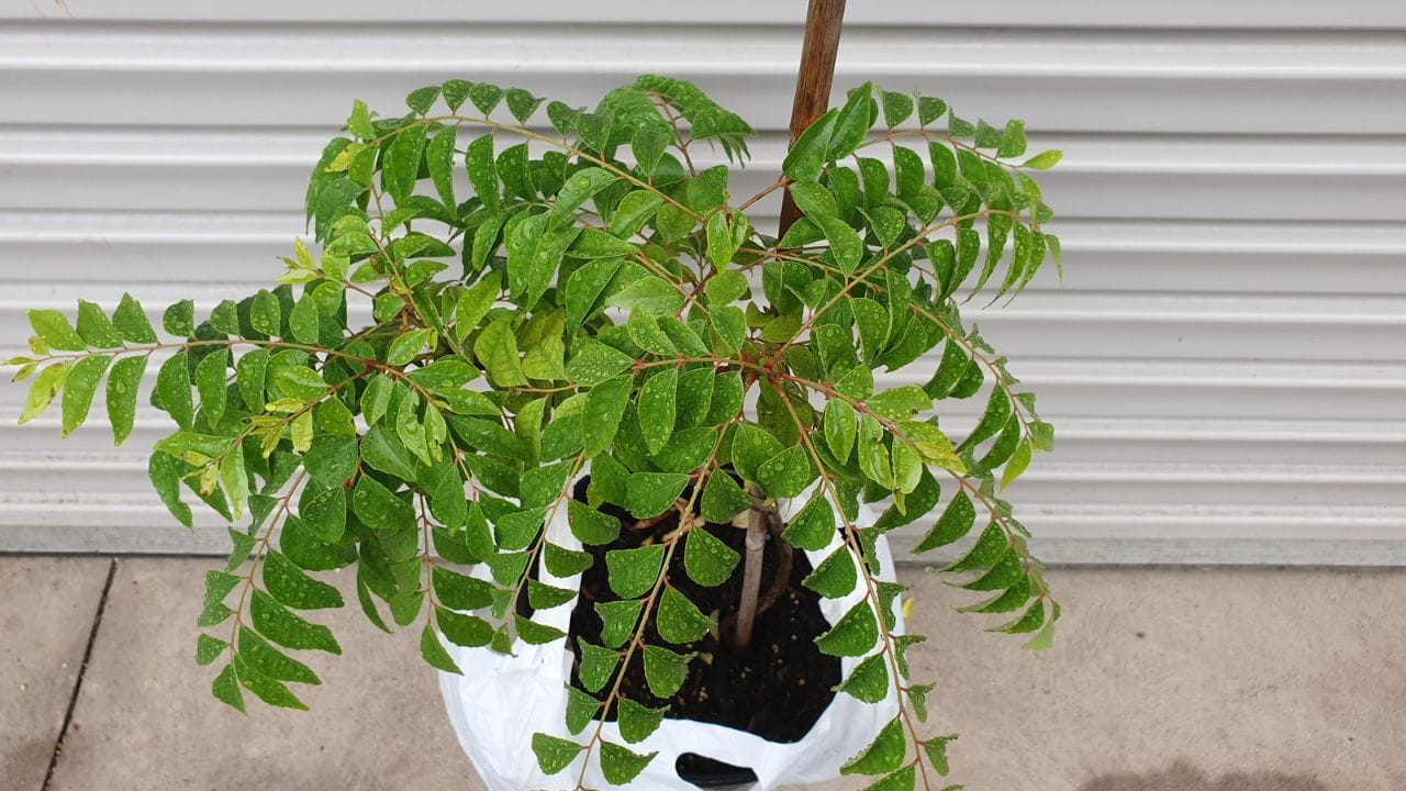 അതുപോലെ ഒരു പിടി കറിവേപ്പില അല്പം തൈര് ചേർത്ത് മിക്സിയിലിട്ട് നന്നായി അരച്ചെടുക്കുക. ശേഷം ഈ പേസ്റ്റെടുത്ത് തലമുടിയിലും വേരുകളിലും നന്നായി തേച്ചുപിടിപ്പിക്കുക. കുറഞ്ഞത് 30 മിനിറ്റെങ്കിലും വച്ച ശേഷം കഴുകിക്കളയാം. ഇത് നിങ്ങളുടെ അകാല നരയെ ഇല്ലാതാക്കുകയും ഒപ്പം മുടിക്ക് നല്ല തിളക്കവും നൽകുന്നു.
