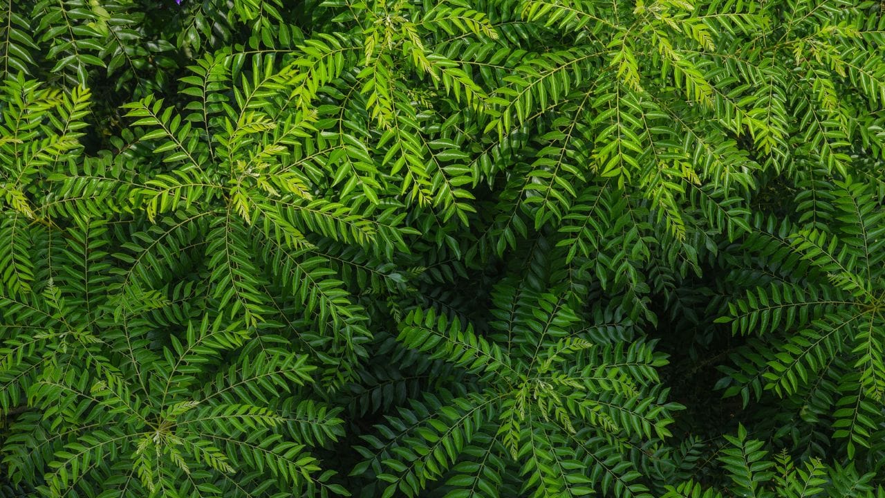 പുറമെ തേക്കുന്നതിനോടൊപ്പം ഉള്ളിൽ നിന്നുള്ള ആരോഗ്യവും നരയെ ബാധിക്കാറുണ്ട്. അതിനാൽ ദിവസവും 4-5 പച്ച കറിവേപ്പില വെറും വയറ്റിൽ ചവച്ചു കഴിക്കുന്നത് മുടിയുടെ ആരോ​ഗ്യത്തിന് നല്ലതാണ്. കാരണം മുടിക്ക് കറുപ്പ് നൽകുന്ന മെലാനിൻ എന്ന സംയുക്തം ഉത്പാദിപ്പിക്കാൻ കറിവേപ്പിലയിലെ പോഷകങ്ങൾക്ക് കഴിവുണ്ട്. 
