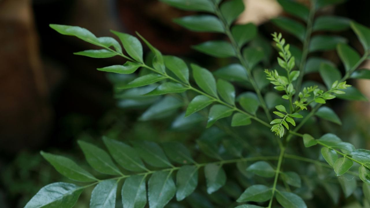 കറവേപ്പില ഇല്ലാതെ മലയാളികൾക്ക് ഒരു കറിവക്കാനാകില്ല. ആരോ​ഗ്യത്തിന് ഏറെ ​ഗുണമുള്ള ഇവ മുടിക്കും വളരെ നല്ലതാണ്. നമ്മൾ സാധാരണ നരച്ച മുടി കറുപ്പിക്കാൻ ഡൈ പോലുള്ള കെമിക്കലുകളാണ് ഉപയോ​ഗിക്കുന്നത്. എന്നാൽ മുത്തശ്ശിമാരുടെ കാലം, മുതൽക്കെ ഉപയോ​ഗിക്കുന്ന ഒന്നാണ് കറിവേപ്പില. പ്രായം കൂടുമ്പോഴുണ്ടാകുന്ന ആകാല നര തടയാൻ ഇതിലും മികച്ച മാർ​ഗം വേറെയില്ല. (Image Credit Source: Getty Images)
