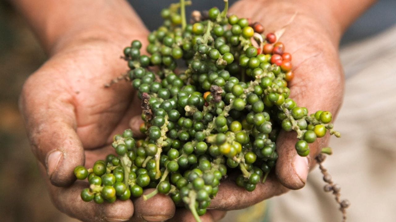 വിപണിയിൽ നിന്ന് കുരുമുളക് പൊടി വാങ്ങുന്നതിന് പകരം, കുരുമുളക് വാങ്ങി കഴുകി ഉണക്കി വീട്ടിൽ തന്നെ പൊടിച്ചെടുക്കുന്നതാണ് ഏറ്റവും സുരക്ഷിതമായ മാർ​ഗം. ഇത് രുചിക്കൊപ്പെ നിങ്ങളുടെ ആരോഗ്യവും സംരക്ഷിക്കുന്നു. അതുപോലെ വീട്ടിൽ നട്ടുവളർത്താൻ സാധിക്കുന്നതിനാൽ കുരുമുളക് കൃഷി ചെയ്യുന്നതും നല്ലതാണ്. കൂടാതെ സ്ഥലപരിമിധിയുള്ളവർക്ക് പോലും കൃഷി ചെയ്യാൻ കഴിയുന്ന കുരുമുളക് ചെടികൾ ലഭ്യമാണ്.
