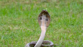 വീട്ടിൽ സർപ്പഗന്ധി ചെടിയുണ്ടെങ്കിൽ പാമ്പ് വരില്ലേ?