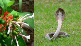 വീട്ടിൽ സർപ്പഗന്ധി ചെടിയുണ്ടെങ്കിൽ പാമ്പ് വരില്ലേ?