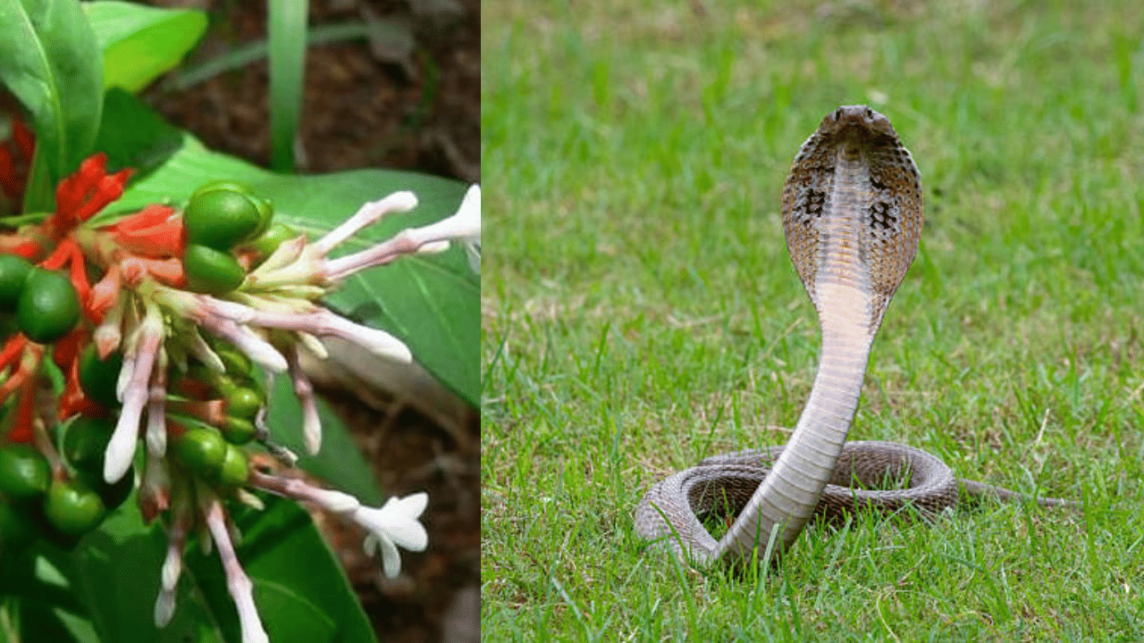Indian Snakeroot: വീട്ടിൽ സർപ്പഗന്ധി ചെടിയുണ്ടെങ്കിൽ പാമ്പ് വരില്ലേ, ഇനിയുമുണ്ട് ഗുണങ്ങൾ