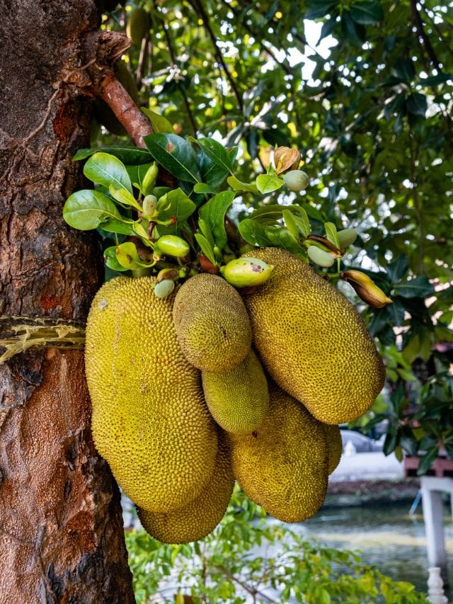 ശ്രദ്ധിക്കൂ..! ചക്ക കഴിക്കുന്നവർ ഈ കാര്യം അറിയാതെ പോകരുത്