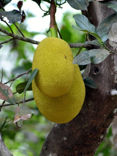 ചക്ക വരിക്കയോ, കൂഴയോ? എങ്ങനെ തിരിച്ചറിയാം?