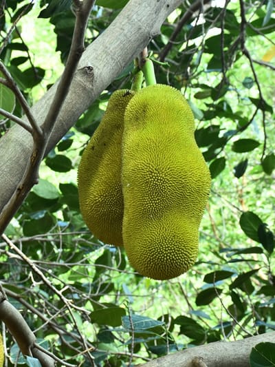 ചക്ക വേഗത്തില്‍ പഴുപ്പിക്കാം, ഇതാ ടിപ്‌സ്‌