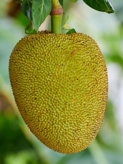 ചക്ക മൂത്തോ എന്ന് എങ്ങനെ അറിയാം?