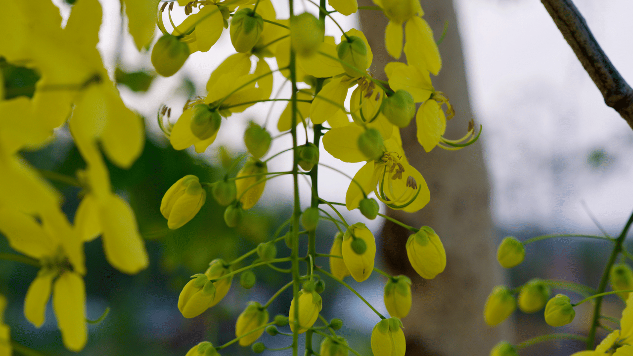 ഉത്തരായനം തുടങ്ങുന്ന സൂര്യൻ മാസങ്ങൾ പിന്നിട്ട് ഭൂമദ്ധ്യരേഖാ പ്രദേശത്ത് എത്തുന്നതാണ് മേടവിഷുവായി കണക്കാക്കുന്നത്. ഈ സമയത്ത് നല്ല ചൂട് കാലമായിരിക്കും. കൂടാതെ, വേനൽച്ചൂടിലെ ജലനഷ്ടം തടയാൻ ഇലകളൊക്കെ പൊഴിച്ച് നിൽക്കും. സൂര്യന്റെ വരവ് അനുസരിച്ച് പൂക്കുകയും ചെയ്യും.
