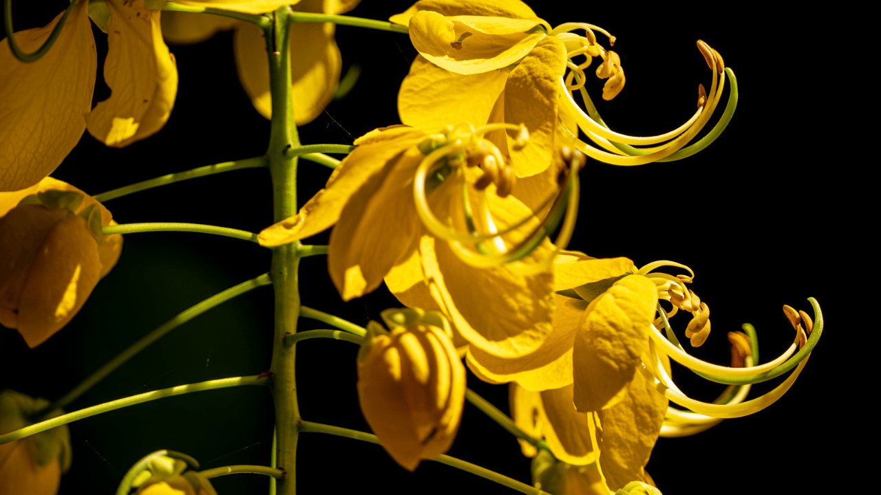 കാലാവസ്ഥ വ്യതിയാനമാണ് ഇതിന് പ്രധാനകാരണമെന്ന് പലരും ചൂണ്ടിക്കാട്ടുന്നത്. തുലാവർഷം കുറയുകയും വേനൽ കൂടുകയും ചെയ്താൽ കൊന്ന ഒരൽപം നേരത്തെ പൂക്കാൻ സാധ്യതയുണ്ട്. ദിനാന്തരീക്ഷ സ്ഥിതിയും ചെടികൾ പൂക്കുന്നതിൽ സ്വാധീനം ചെലുത്താറുണ്ട്.
