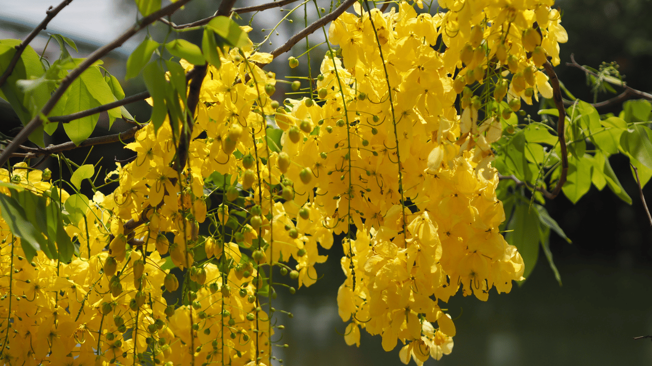 Kani Konna: കണി കണ്ട ശേഷം കൊന്ന പൂവ് കളയേണ്ട, കഴിച്ചാൽ മതി; ഗുണങ്ങൾ ഏറെ