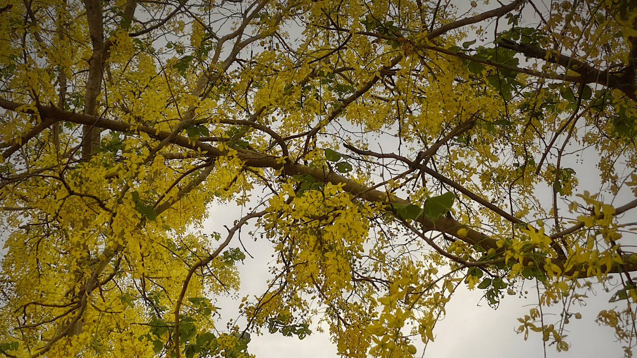 കേരളത്തിന്റെ ഔദ്യോ​ഗിക പുഷ്പമാണ് കണിക്കൊന്ന. വിഷുക്കാലത്തിന്റെ വരവറിയിച്ച് മേടമാസത്തിലാണ് കണിക്കൊന്ന പൂക്കുന്നത്. അതിനാൽ, വിഷുക്കണിയിലും കൊന്നപൂവ് സ്ഥാനം പിടിച്ചു. എന്നാൽ കഴിഞ്ഞ കുറച്ച് വർഷങ്ങളിലായി കണിക്കൊന്ന പൂക്കുന്നതിൽ മാറ്റം വന്നിട്ടുണ്ട്.
