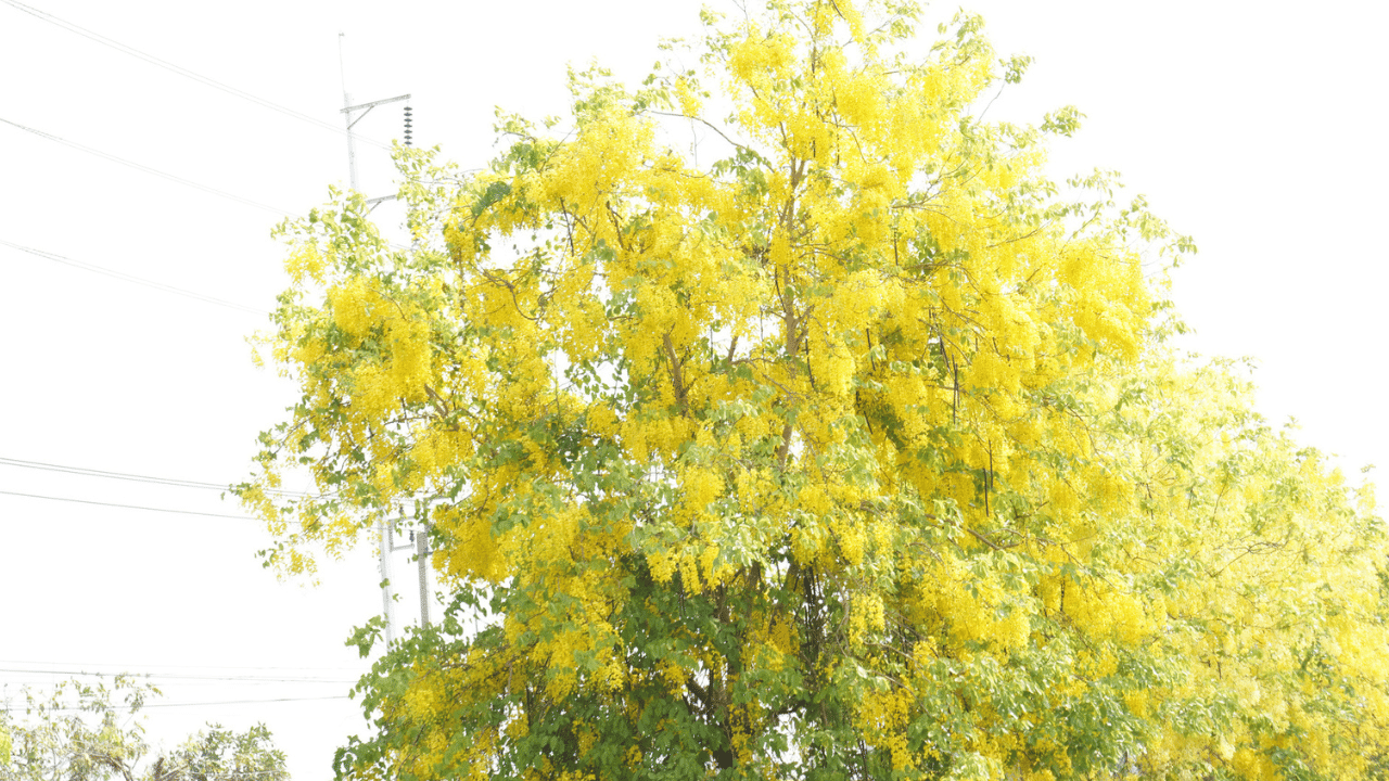 നമ്മുടെ കലണ്ടറിൽ ഇപ്പോൾ ഏപ്രിൽ മാസത്താണ് വിഷു. എന്നാൽ സൂര്യൻ ഭൂമദ്ധ്യരേഖയ്ക്ക് മേലെ വരുന്ന സമയം മാർച്ചാണ്. അതുകൊണ്ട് കണിക്കൊന്ന നേരത്തെ പൂക്കുന്നതിനെ കൊന്നപൂവിനെ കുറ്റം പറയാൻ കഴിയില്ല. (Image Credit: Getty Images)
