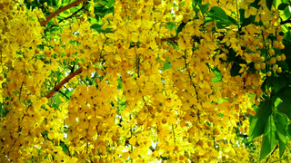 Kerala Gold Rate: സ്വർണം വാങ്ങാൻ ഇനിയും കാത്തിരിക്കണോ? വില അൽപം പ്രശ്നമാ…